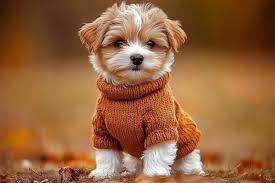 pic of shihtzu posted on 2022-06-22 15:00:15